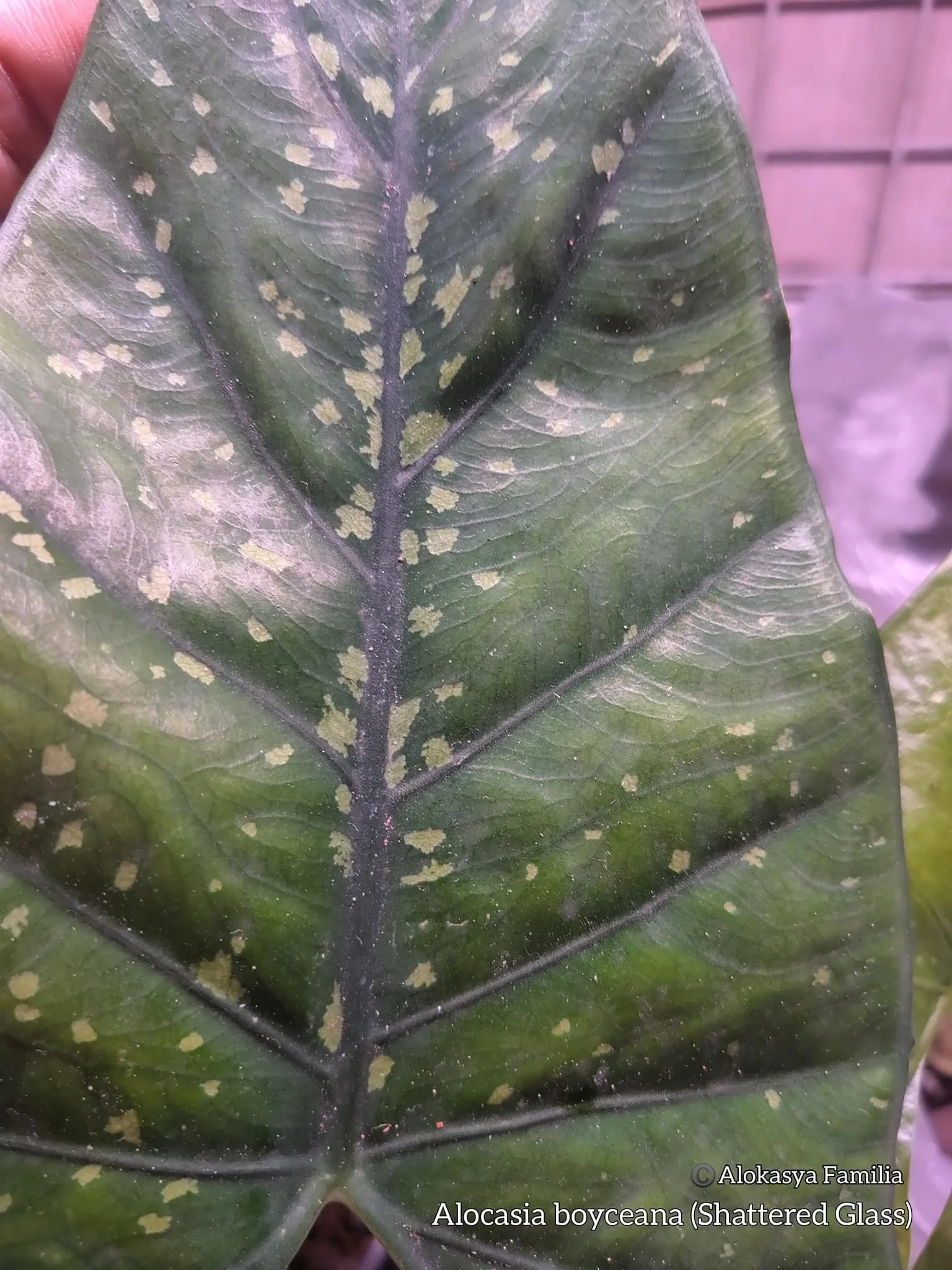 ALOCASIA HETEROPHYLLA 'SHATTERED GLASS' — Aroidpedia